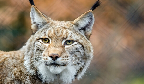 Photo: Animal lynx