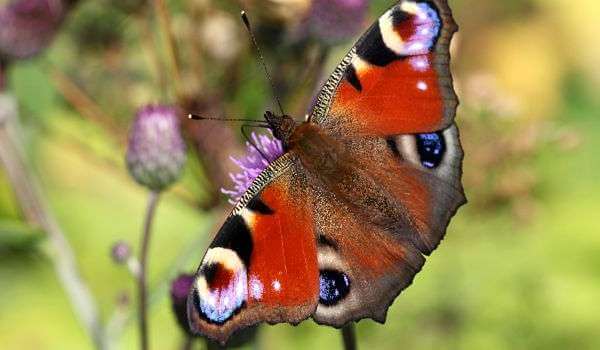 Foto: Peacock Butterfly