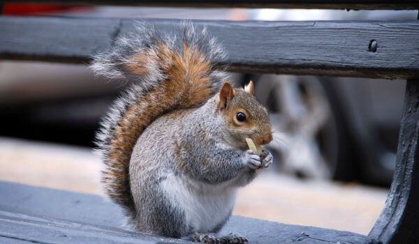 Photo: Gray Squirrel in Russia
