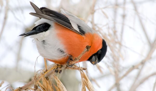 Photo: Bullfinch on a branch