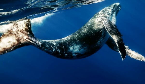 Foto: Baleia azul no oceano