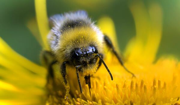 Photo: Hairy Bumblebee