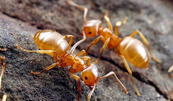 Photo: Pharaoh Ant Insect