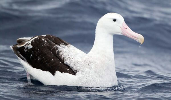 Photo: Albatross