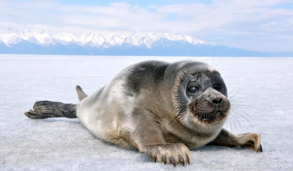 Foto: filhote de foca do Baikal