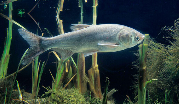 Photo: What a silver carp looks like