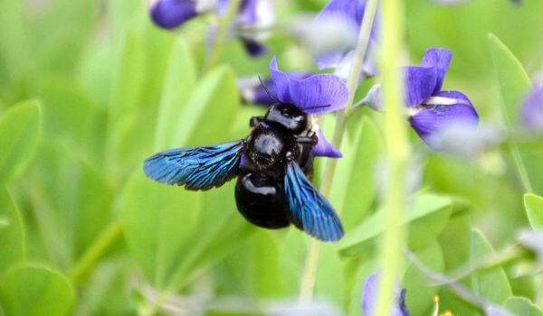 Photo: Carpenter bee insect