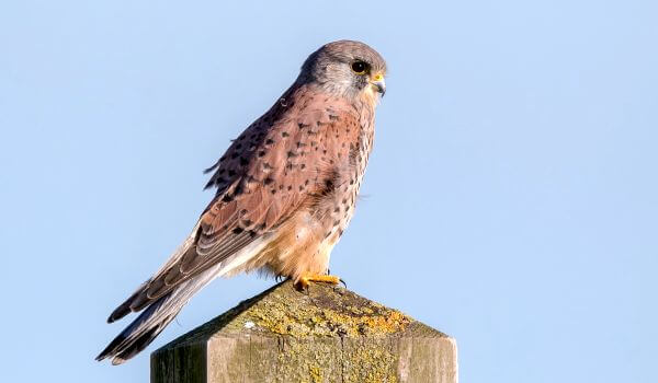 Photo: Common Kestrel from the Red Book
