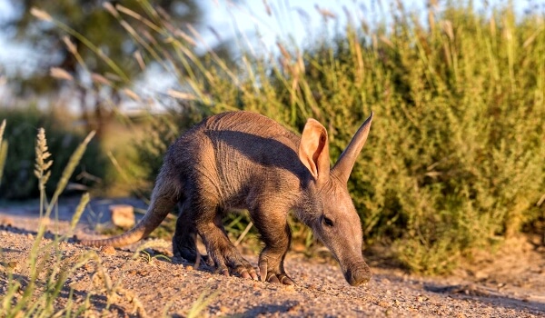 Photo: Aardvark Africa