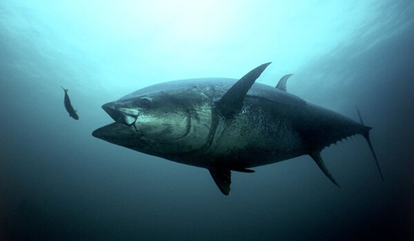 Photo: Tuna fish