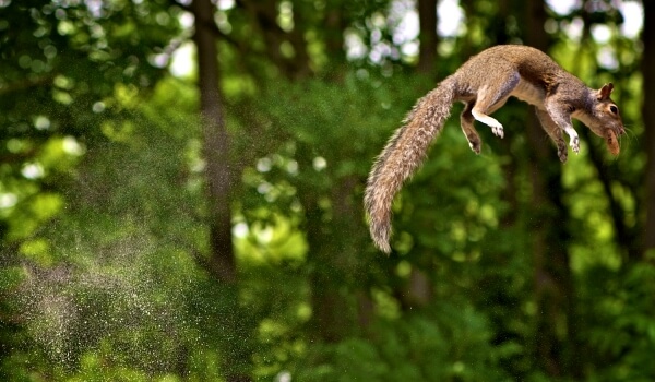 Foto: Vliegende Eekhoorn uit het Rode Boek