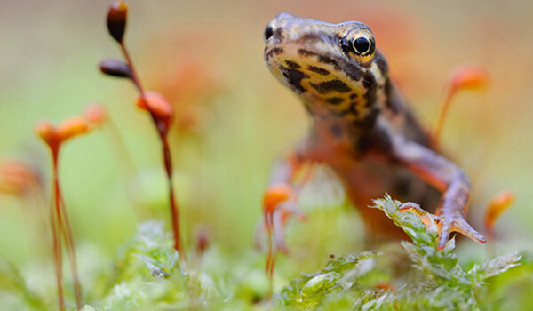Foto: Almindelig vandsalamander i naturen