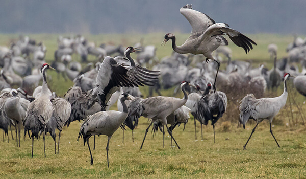 Photo: Grey Cranes