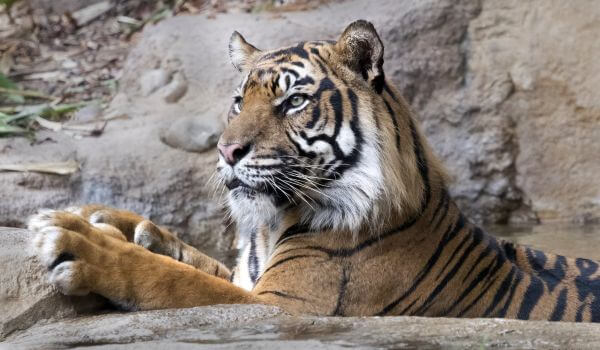 Photo: Bali tiger