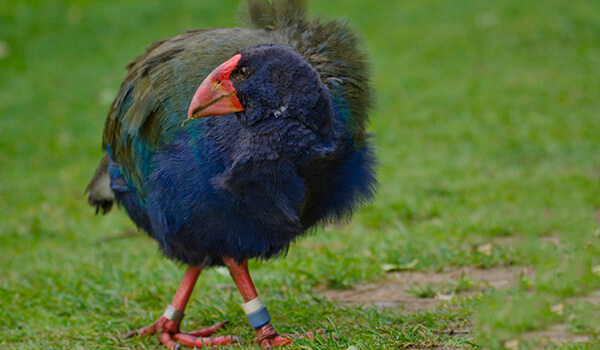 Foto: Takahe bird