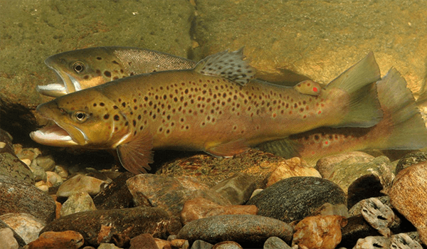 Photo: Brown trout from the Red Book
