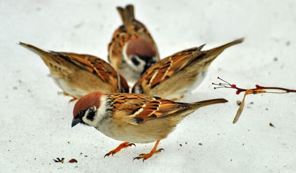 Photo: Sparrows in Winter