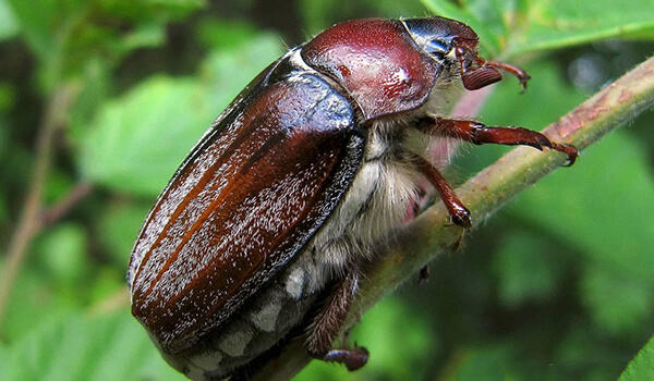Photo: Khrushchev beetle
