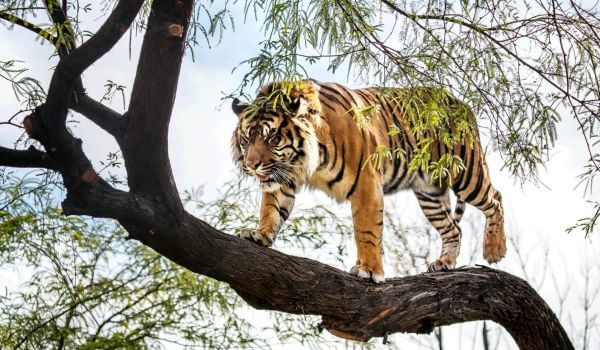 Photo: Sumatran Tiger