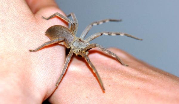 Foto: Brasiliansk vandrende edderkop