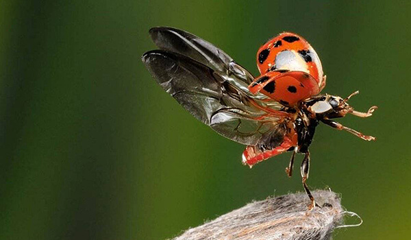 Photo: Red Ladybug