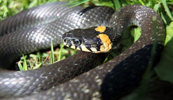 Foto: Serpiente serpiente