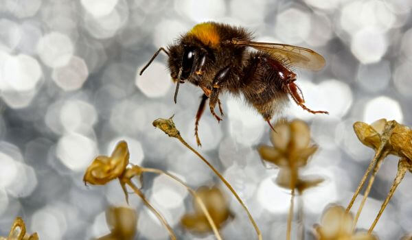 Photo: Bumblebee Animal