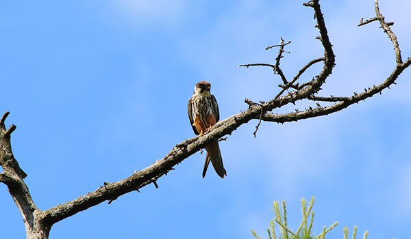 Foto: Hobbyfågel i naturen
