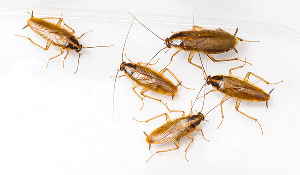 Foto: Små røde kakerlakker