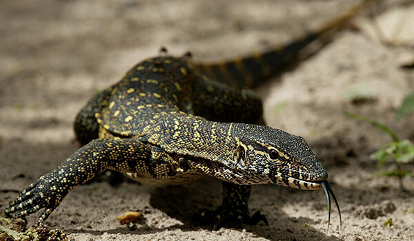 Foto: African Nile Monitor