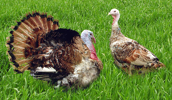 Photo: Pair of turkeys
