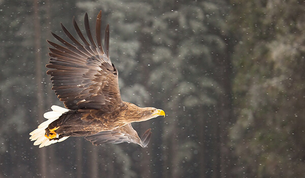 Photo: White-tailed Eagle in flight