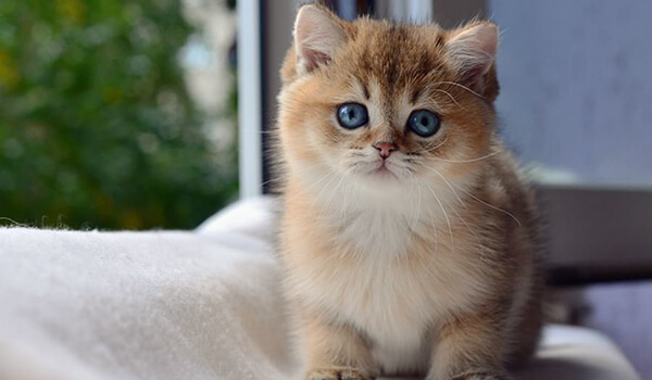 Foto: Britské kotě zlaté činčily