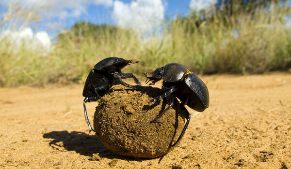 Photo: Dung beetle rolls a ball