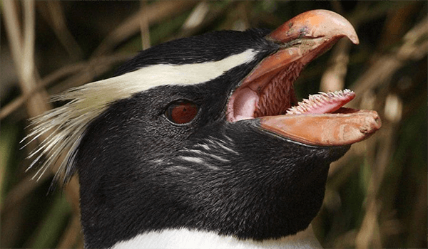 Photo: Red Book Crested Penguin