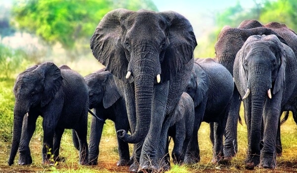 Foto: Animal elefante africano