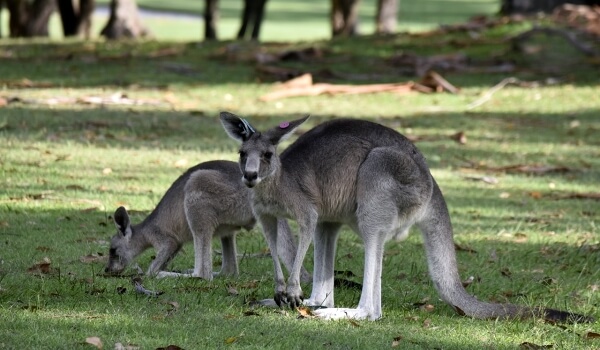 Photo: Giant Kangaroo