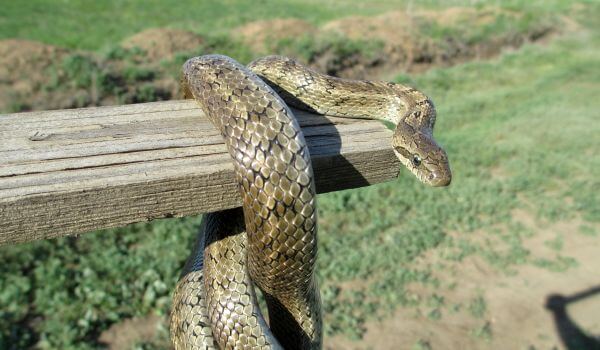 Photo : Patterned snake