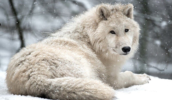Foto: Big polar wolf