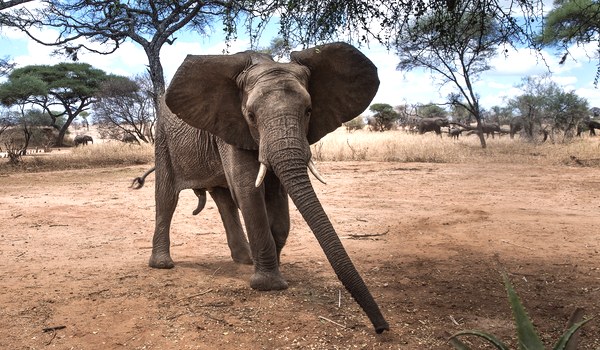 Photo: Large Indian Elephant