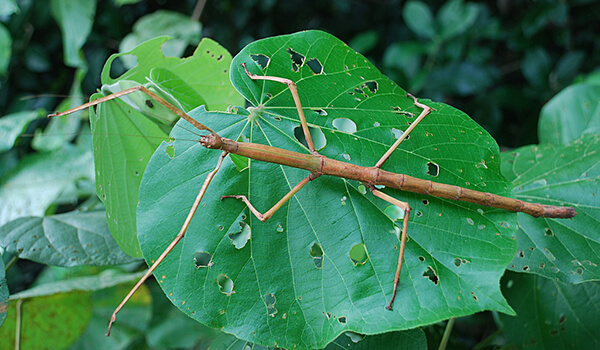 Photo: Giant stick insect