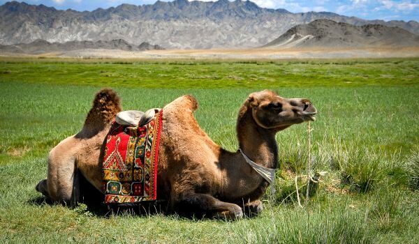 Foto: camelo bactriano
