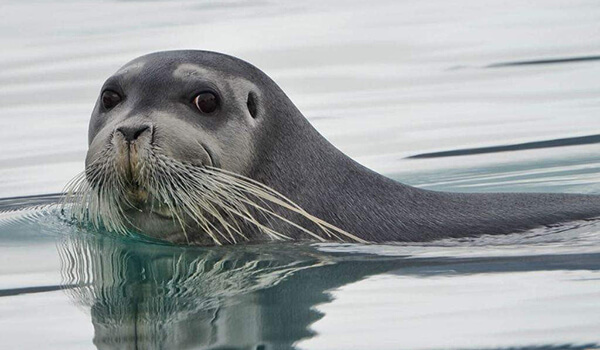 Foto: Lakhtak, ou foca barbuda