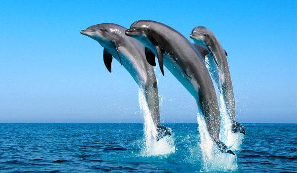 Foto: Black Sea bottlenose delfin