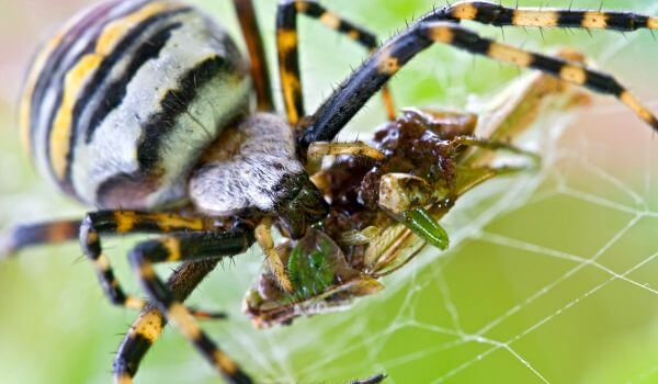 Foto: Argiope Brünnich, ou aranha vespa