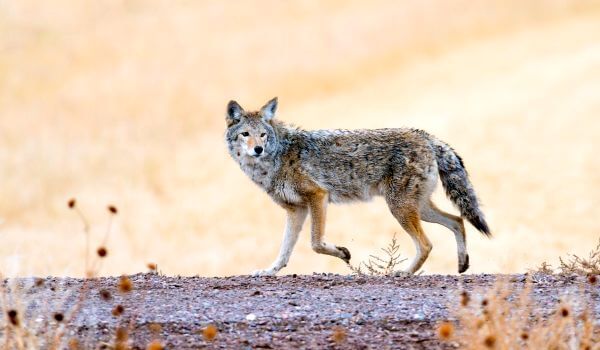 Photo: Wild Coyote