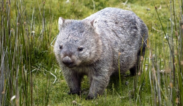 Phoial Wombat