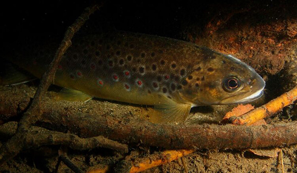 Photo: Brown trout in water