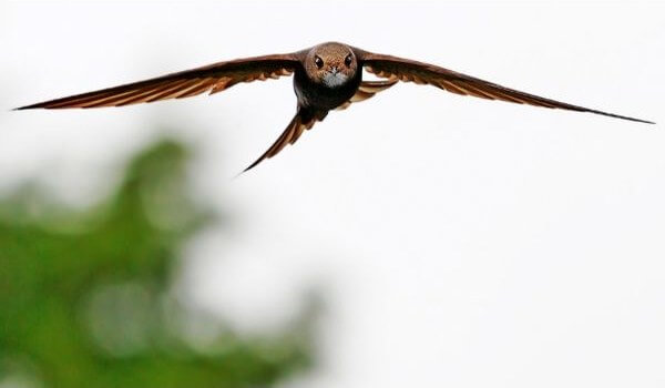 Photo: Swift in flight