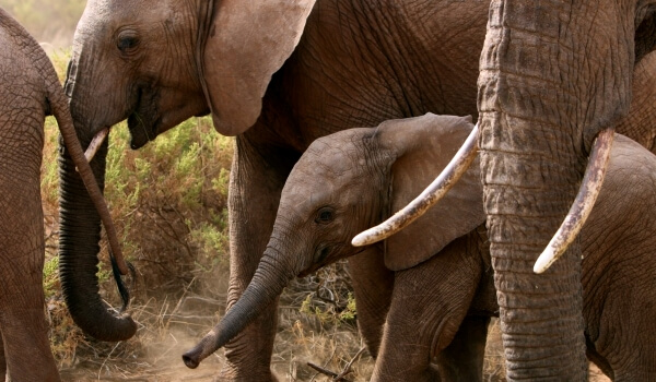 Foto: Afrikaanse olifant uit het Rode Boek